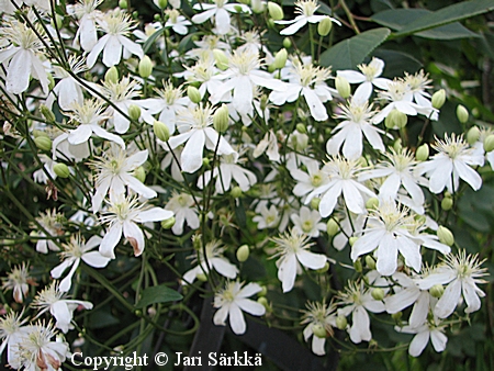 Clematis 'Pamela', krh